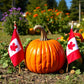 Pumpkin Stew